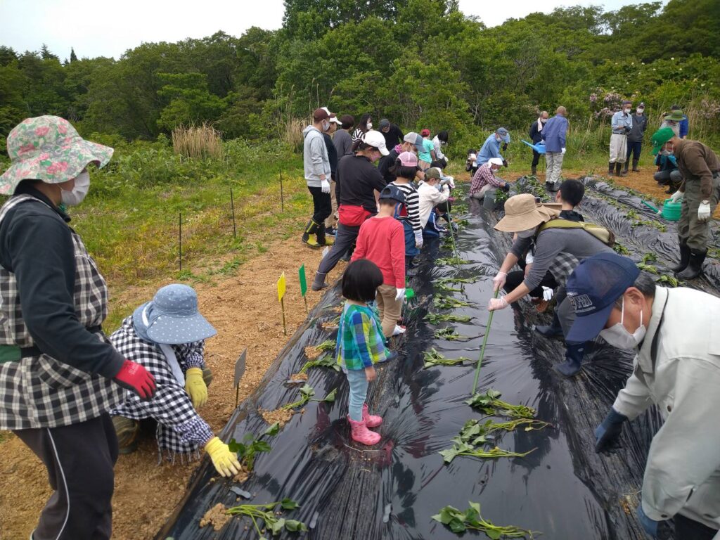 紅はるか２年目、順調に育っています！